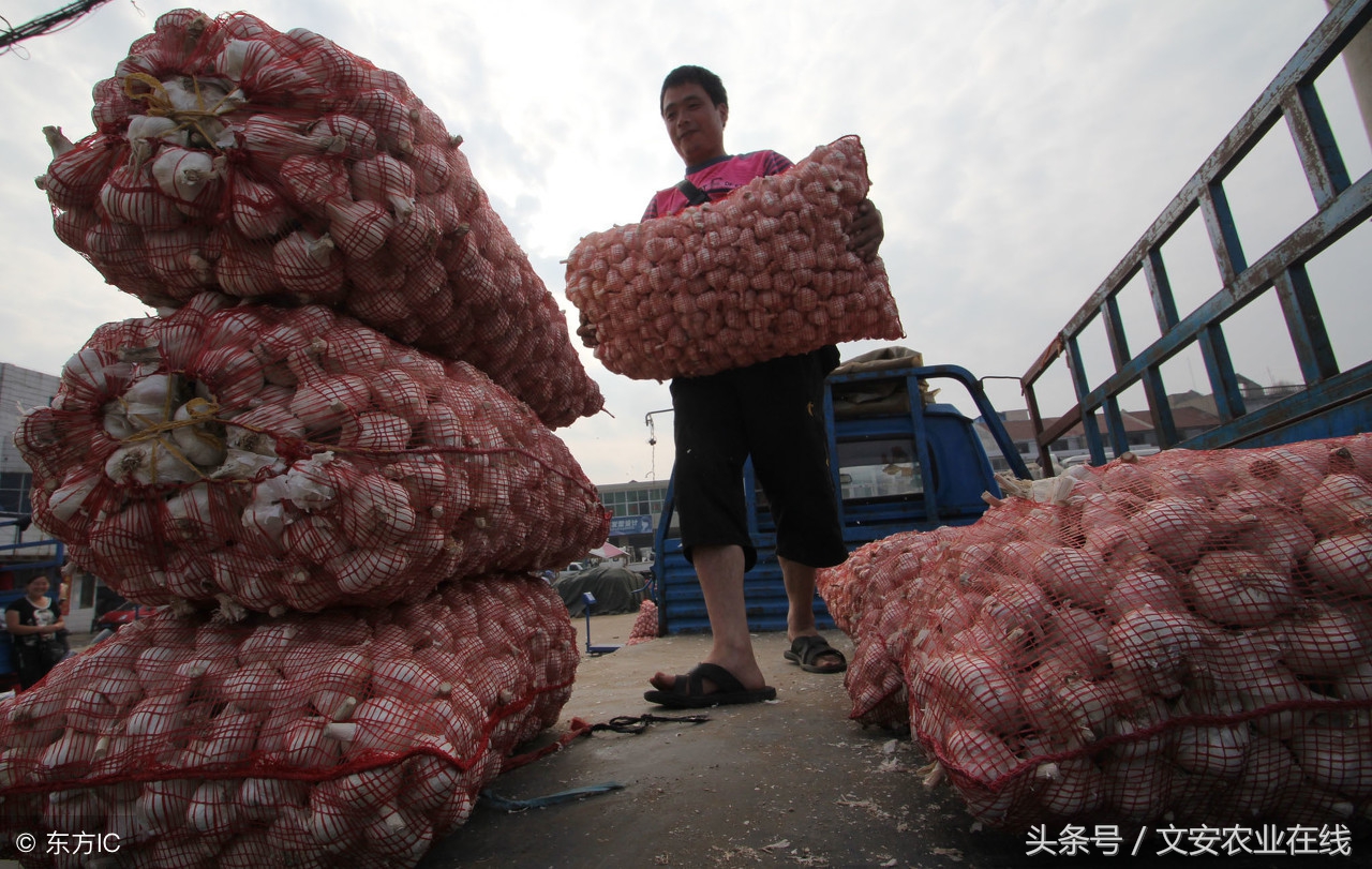 2011年10月23日大蒜价格,今日大蒜价格多少钱