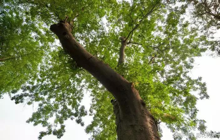 小叶榆和榉树怎样鉴别,小叶榔榆和花皮榆有什么区别