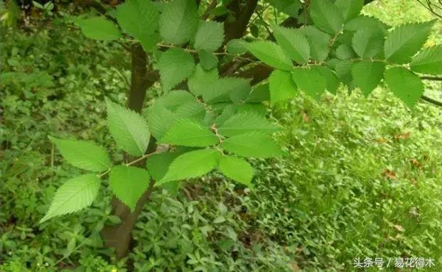 小叶榆和榉树怎样鉴别,小叶榔榆和花皮榆有什么区别