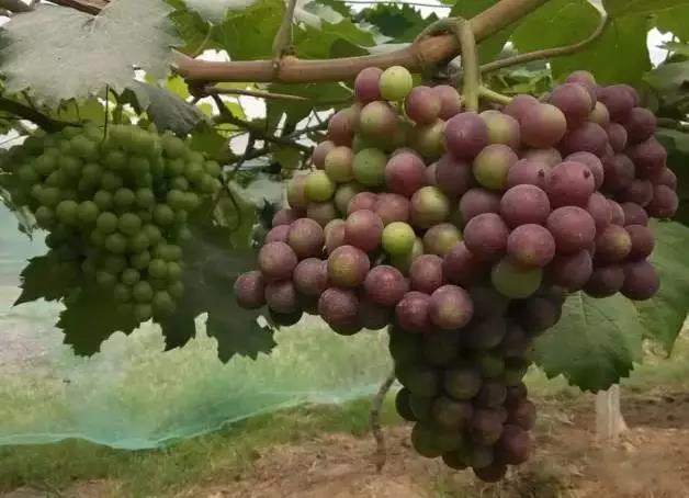 葡萄成熟掉果,葡萄快成熟时为什么果粒缩水掉料