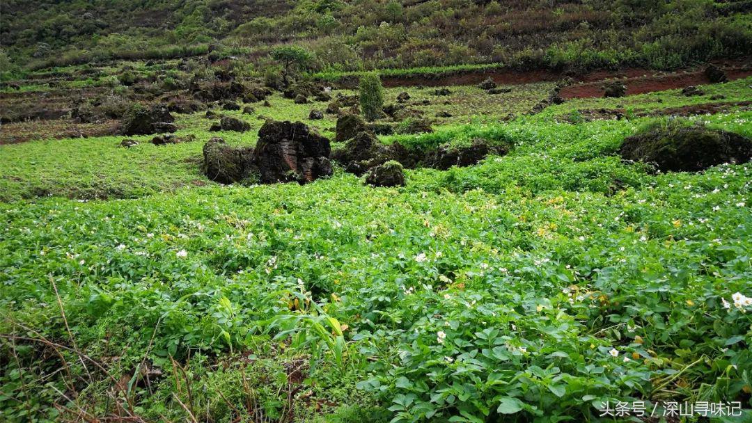 深山寻味｜远赴镇康，遇见一个不一样的木场乡