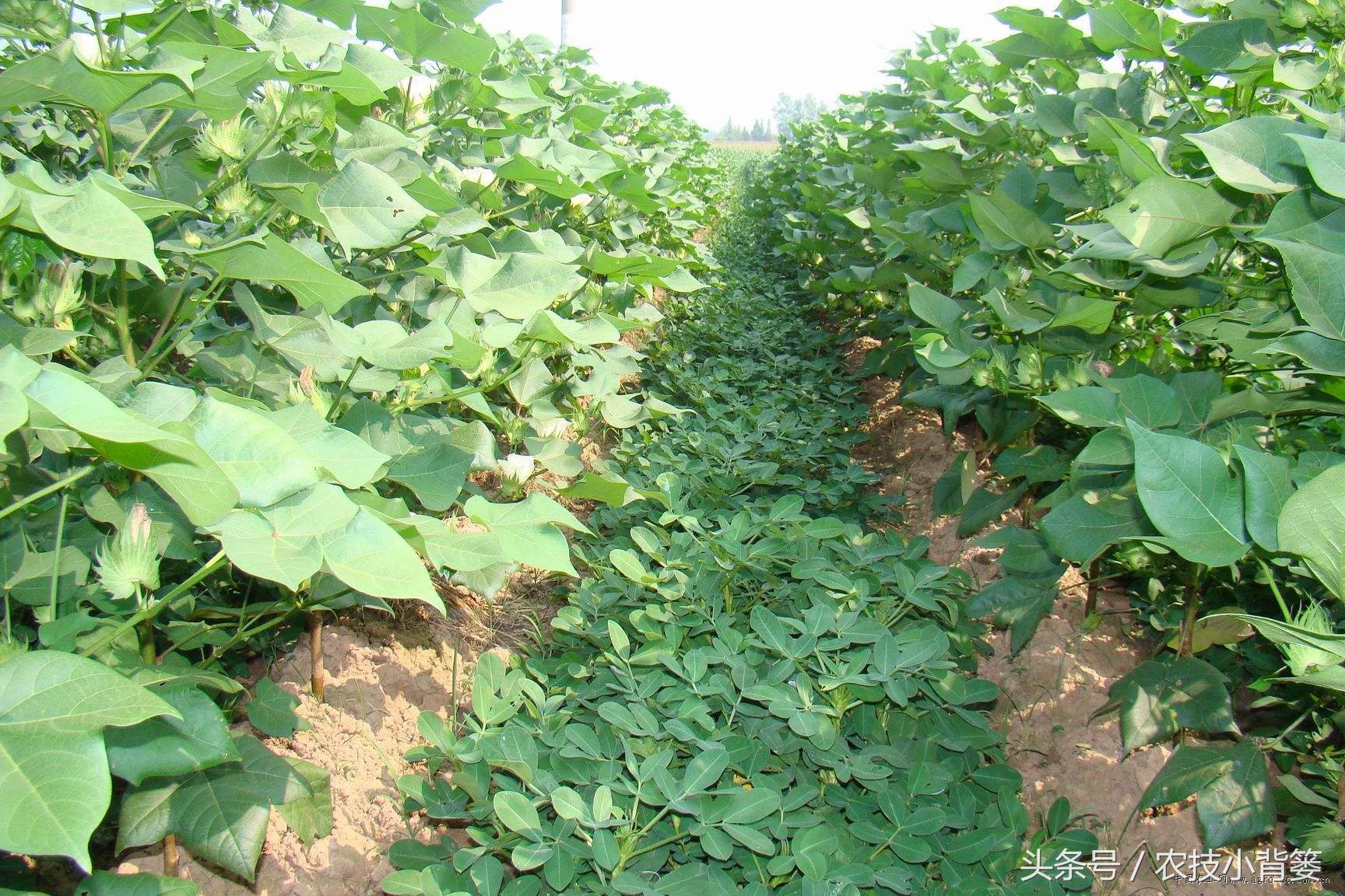 这些作物间作套种，既能减少病虫害发生，又能互相促进增产！