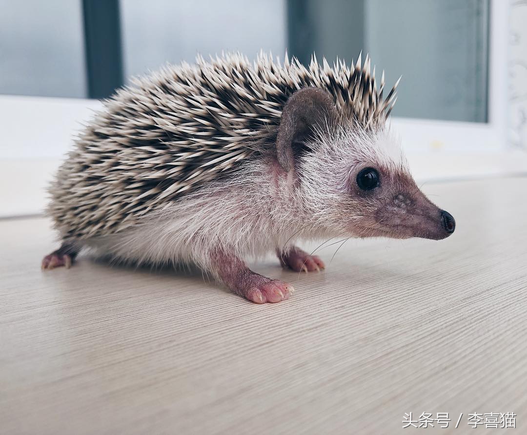 浑身都是刺也阻挡不了卖萌的脚步，活泼的吃货小刺猬了解一下