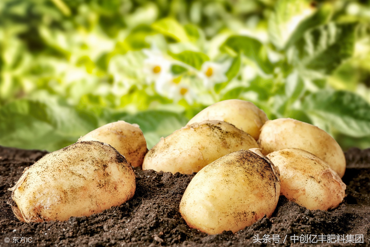 马铃薯叶子发黄怎么办,马铃薯幼苗叶片黑了