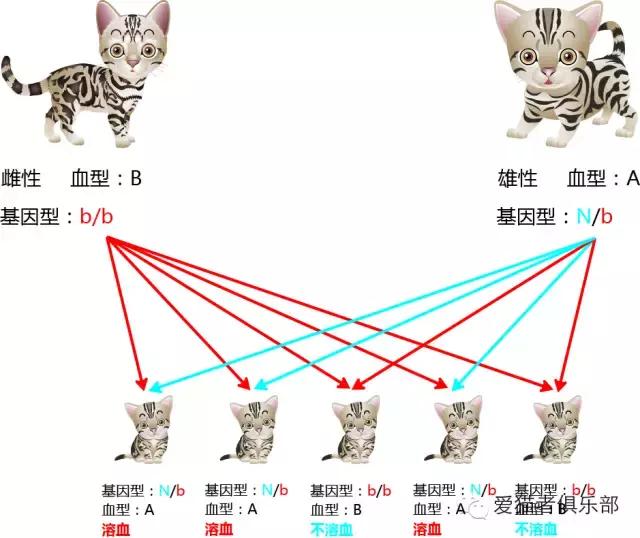猫血型,猫的血型