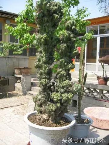 多肉植物仙人掌怎样养得粗壮,山影拳仙人山图片