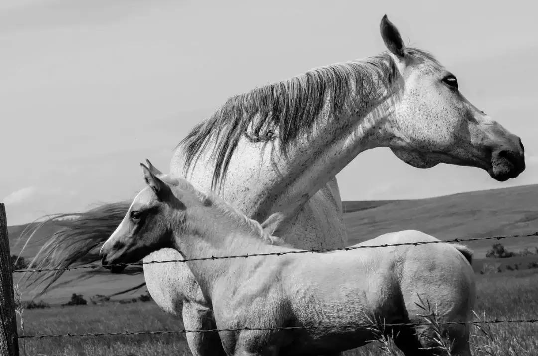 你是骏马，你是自由