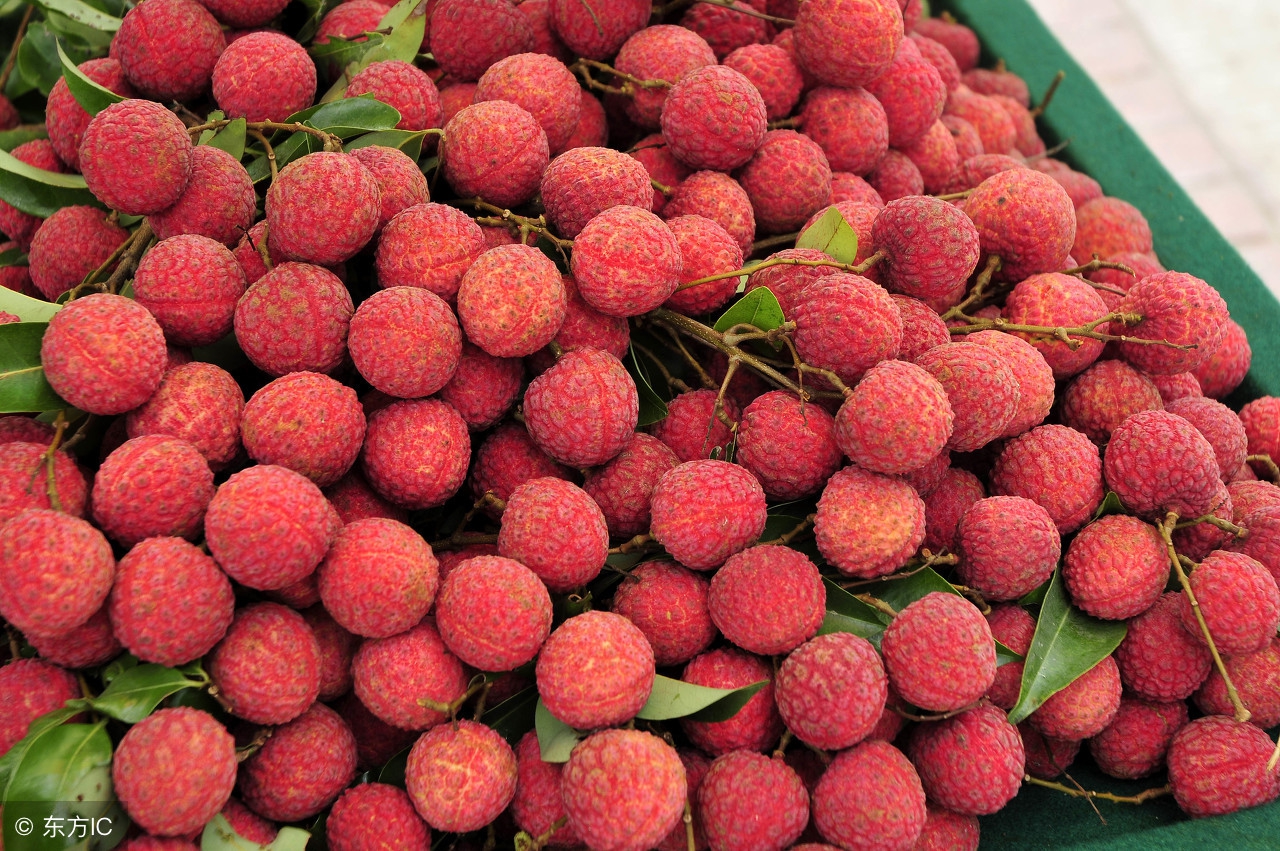 吃荔枝过量死亡,吃荔枝中毒是为什么