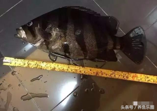 虎鱼一般都会得什么病,虎鱼常见的疾病有哪些