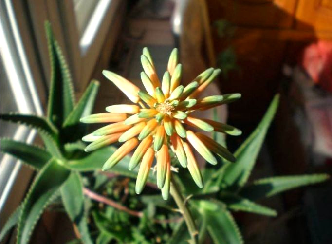 芦荟怎样养出小芽,芦荟怎么养护侧芽多