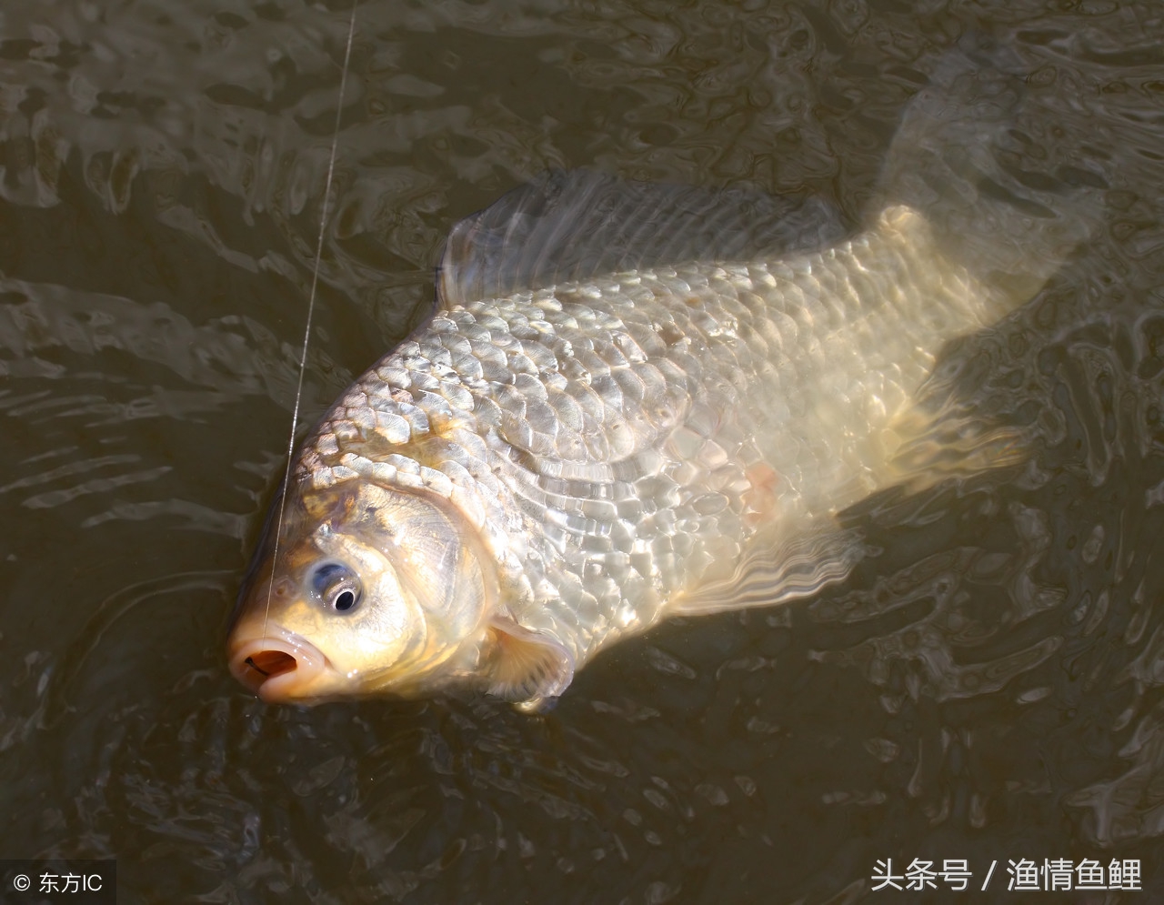 专钓滑口和轻口鲫鱼的饵料搭配,对付轻口鲫鱼滑口鲫鱼使用什么漂