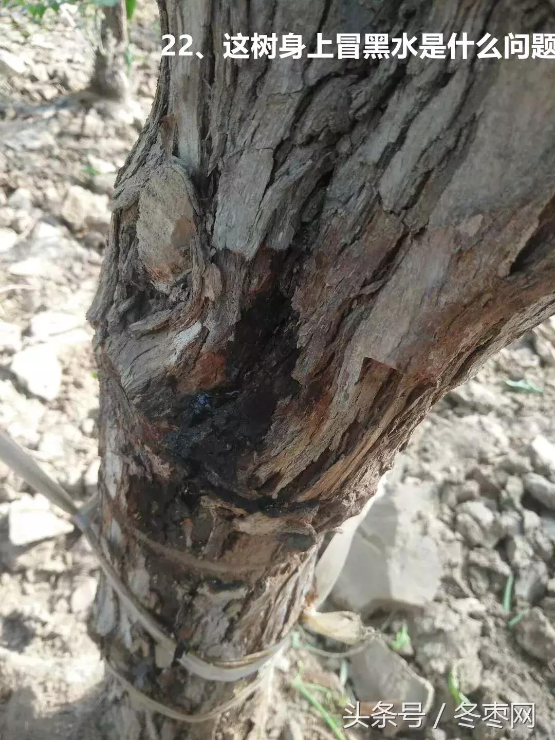 冬枣管理问题解答专家,冬枣管理问答第204期