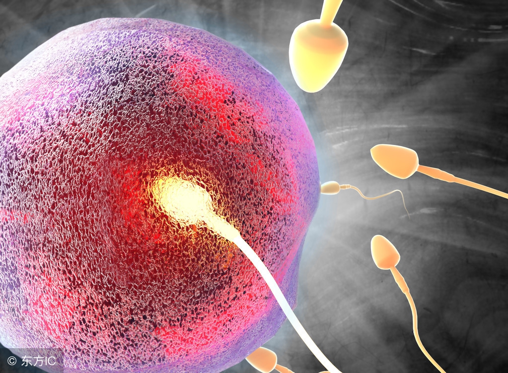 排卵日最明显的症状有几天,排卵日最明显的症状会腰痛吗