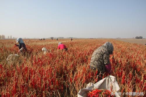 新疆农六师芳草湖总场,新疆农六师芳草湖