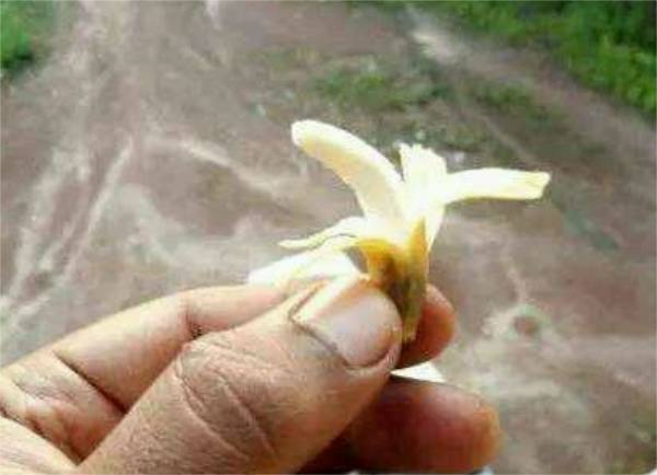 吃泰国的小榴莲,正宗泰国榴莲味香蕉