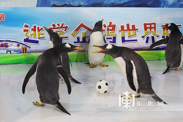 哈尔滨极地馆逃学企鹅直播,哈尔滨极地公园逃学企鹅馆