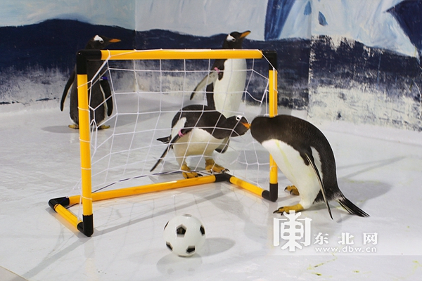 哈尔滨极地馆的逃学企鹅馆,哈尔滨极地馆逃学企鹅冰淇淋