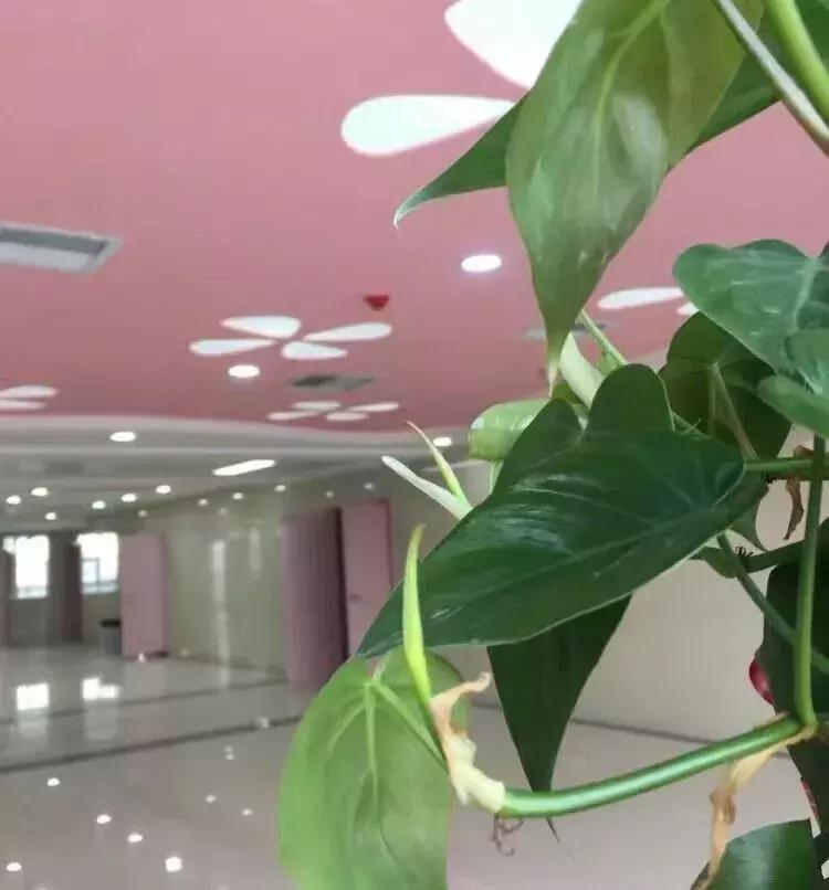 让生命的种子从这里发芽！——走进安钢总医院孕妈妈学校