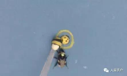 虫虫也能学会“踢球”，这难道是要参加世界杯的节奏？