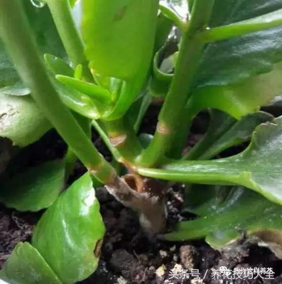 蟹爪兰长得好好的就断了怎么回事,蟹爪兰花谢了怎么处理才能复花