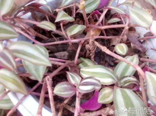 蟹爪兰长得好好的就断了怎么回事,蟹爪兰花谢了怎么处理才能复花