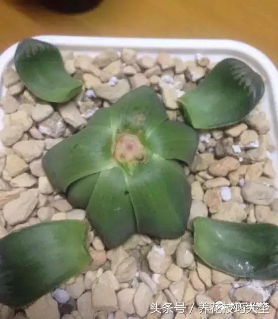 蟹爪兰长得好好的就断了怎么回事,蟹爪兰花谢了怎么处理才能复花