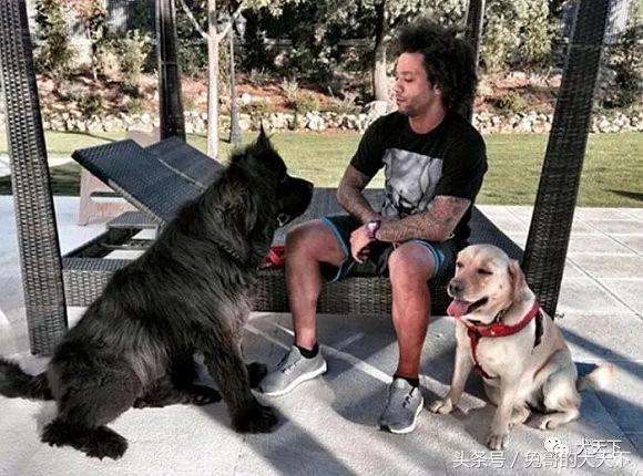 足球吉祥物狗狗盘点,一只狗狗拯救了无数人