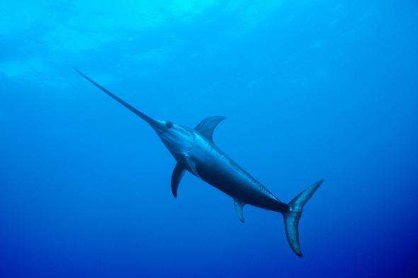 职场快速成长方法,职场快晋升的六大秘诀