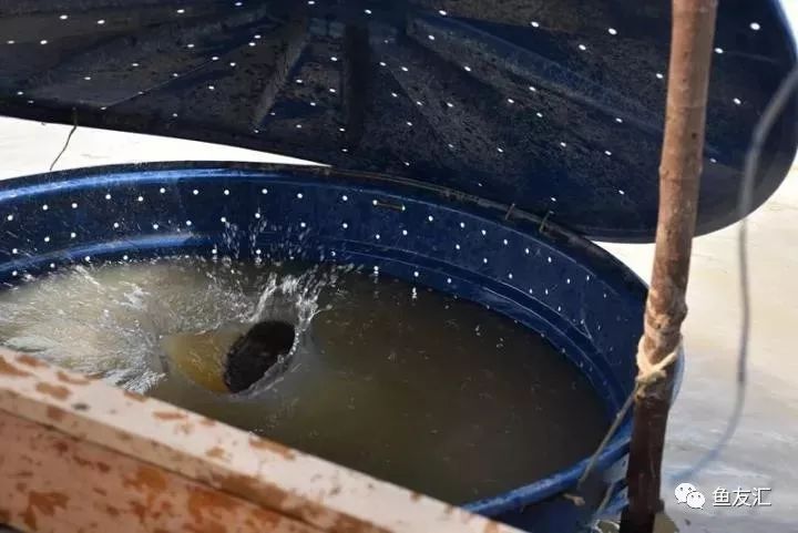 特隆贝塔如何饲养,特隆贝塔半皇与红彩区别