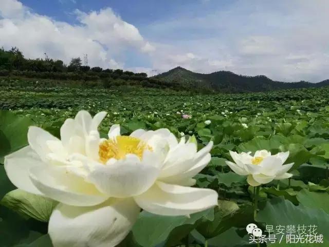 攀枝花周边一日游最佳路线,攀枝花周边有什么好玩的地方