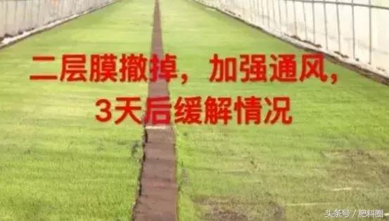 水稻白苗怎么回事,水稻白穗发生原因及防治方法