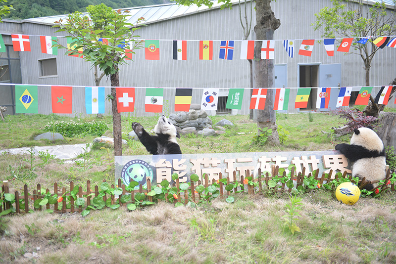 熊猫宝宝萌哭,萌宝宝们的足球友谊赛开始啦