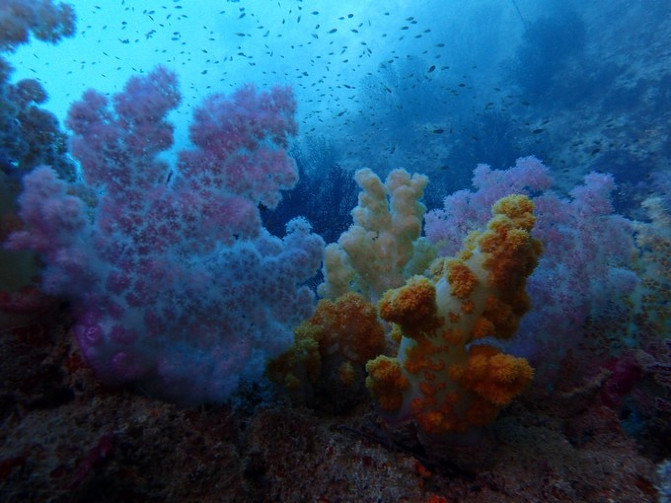 帕劳海底之旅,帕劳的海底