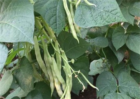 菜豆芸豆四季豆一样吗,菜豆芸豆四季豆区别