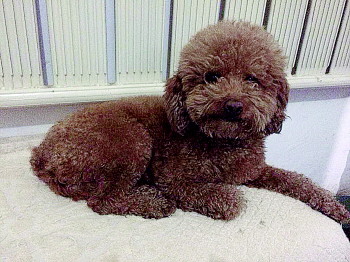 关于养泰迪狗的知识,都说养宠物的人情商高温柔体贴