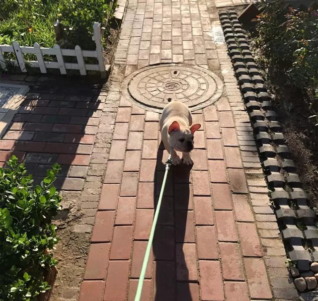 法牛跑得超快,法牛出门就趴地上不动