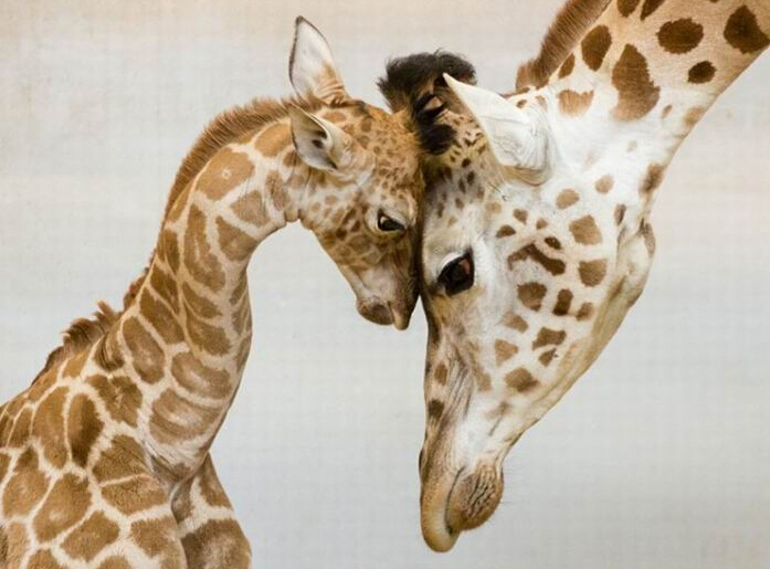 青蛙妈妈救幼崽,青蛙妈妈挖洞让小蝌蚪流失大海