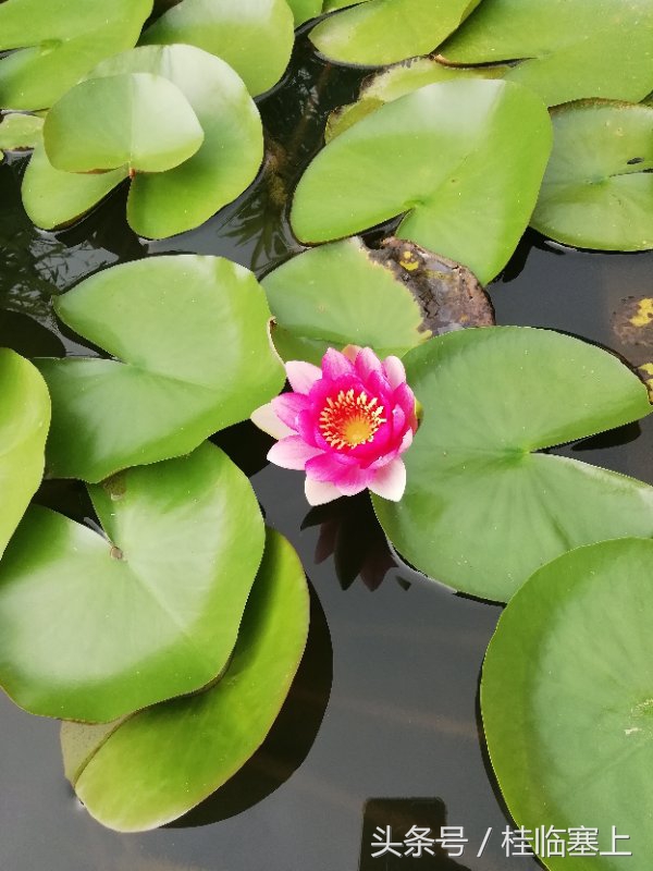 贵港市荷花最佳观赏时间,广西贵港梵塘报恩禅寺