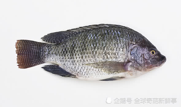 先天阴道缺失她成为首个体验鱼皮重塑阴道手术的女大学生