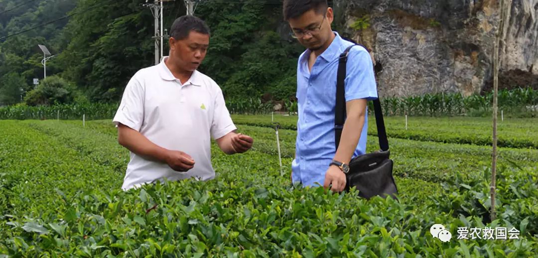 商机处理基本步骤,白叶茶培育