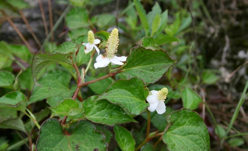 经常便秘脾虚的人，用这种草药每周煮水喝，健脾养胃改善便秘！