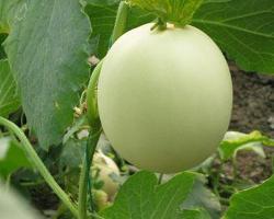 香瓜甜瓜哈密瓜,香瓜甜瓜