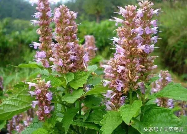 藿香正气祛湿邪,藿香正气水能治多少种皮肤病呢