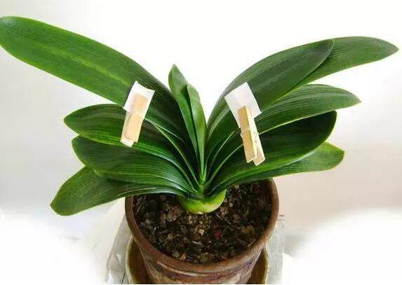 君子兰的叶子为什么卷,君子兰开花为什么总是夹在叶子里