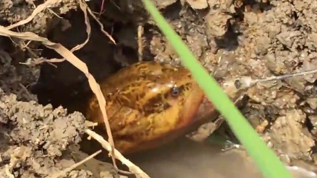 钓黄鳝的技巧钩头朝下还是平放,不会钓鱼怎么逮鱼