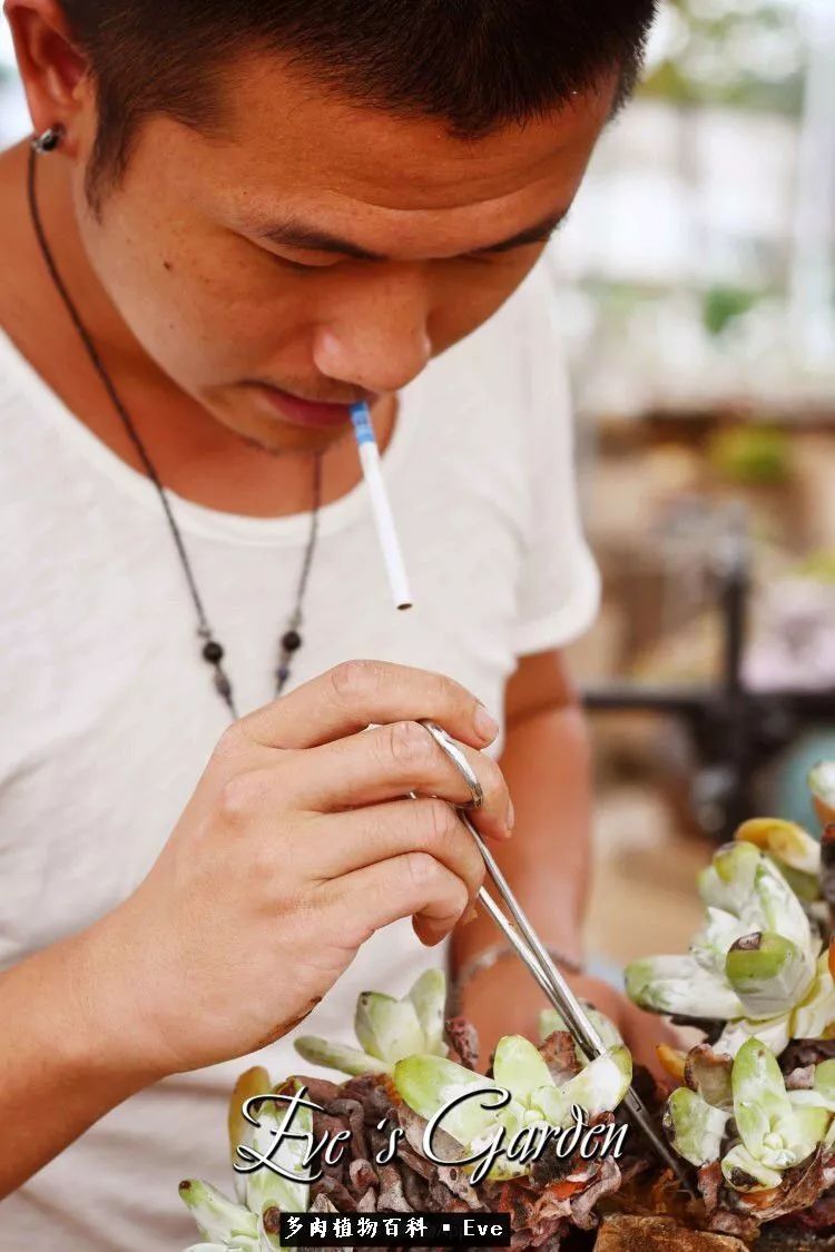 仙女杯多肉植物,拇指仙女杯也叫帕奇飞图吗