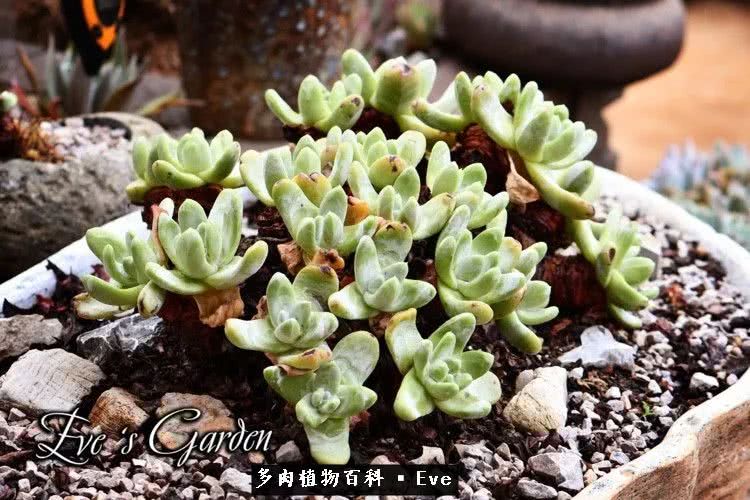 仙女杯多肉植物,拇指仙女杯也叫帕奇飞图吗