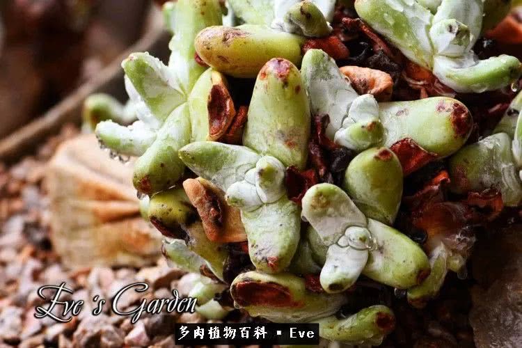 仙女杯多肉植物,拇指仙女杯也叫帕奇飞图吗