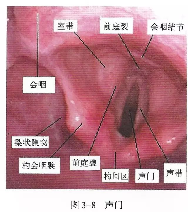 上呼吸道解剖视频教程,呼吸道生理与解剖课件