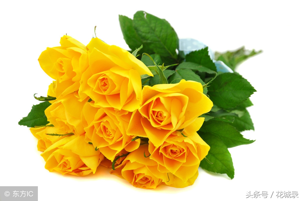 只知道母亲要送花而不知道父亲节也可以送花，快看看适合送的花吧